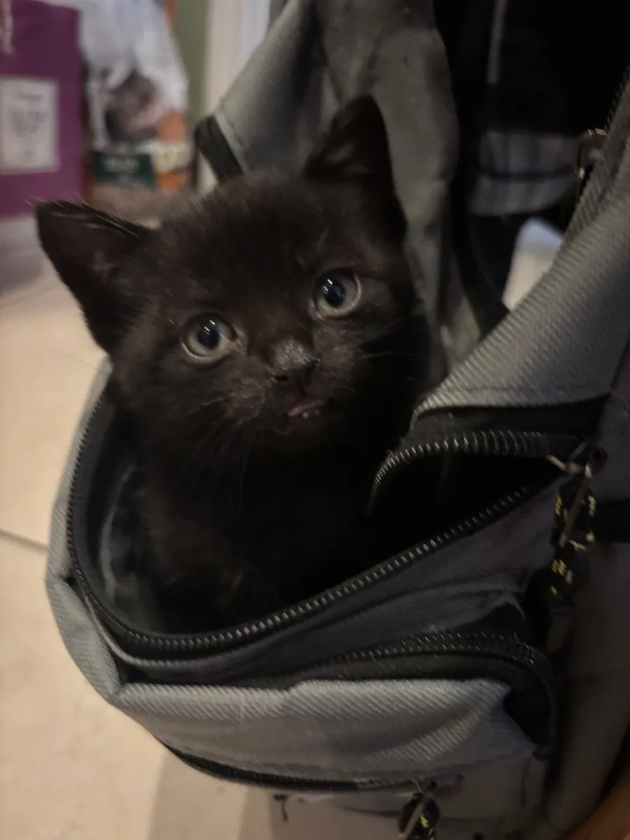 Adorable Kittens - Image 4
