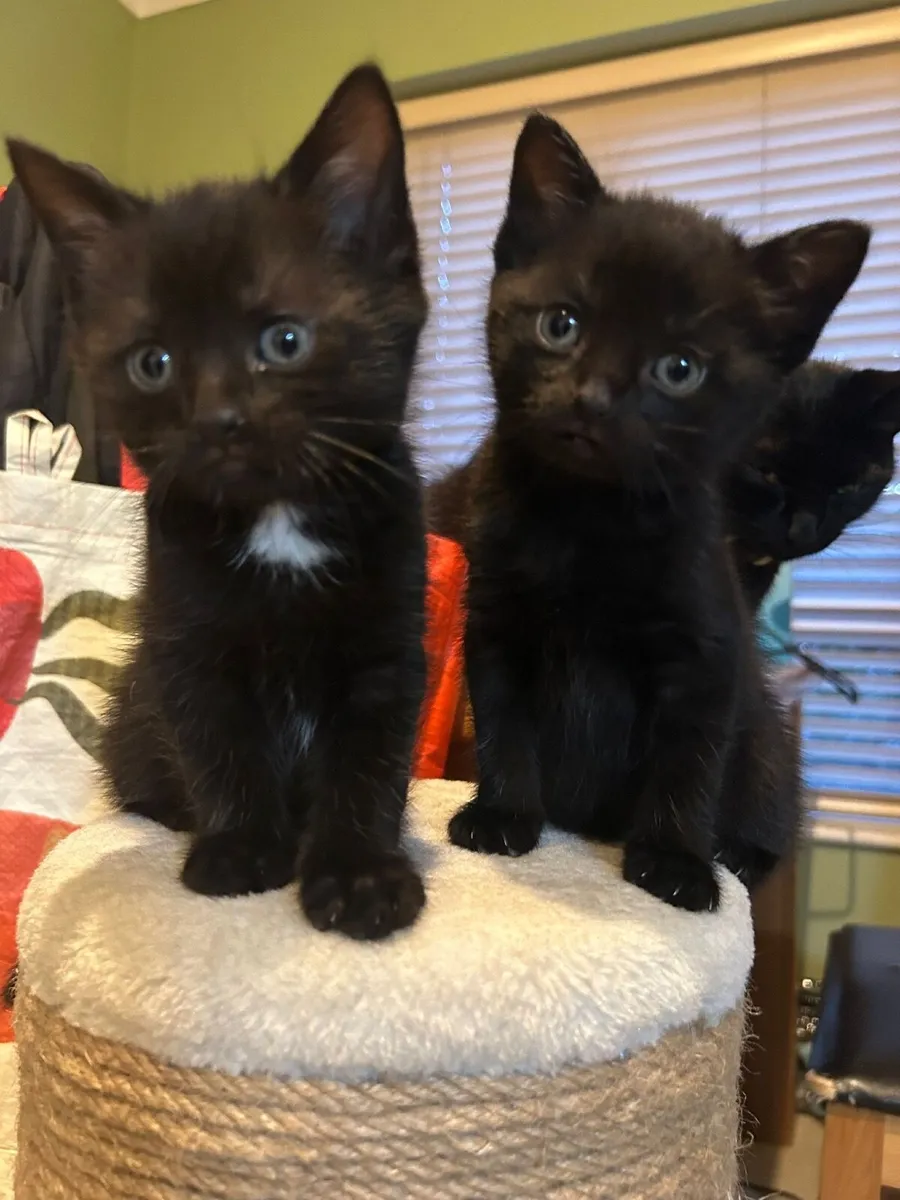 Adorable Kittens - Image 1