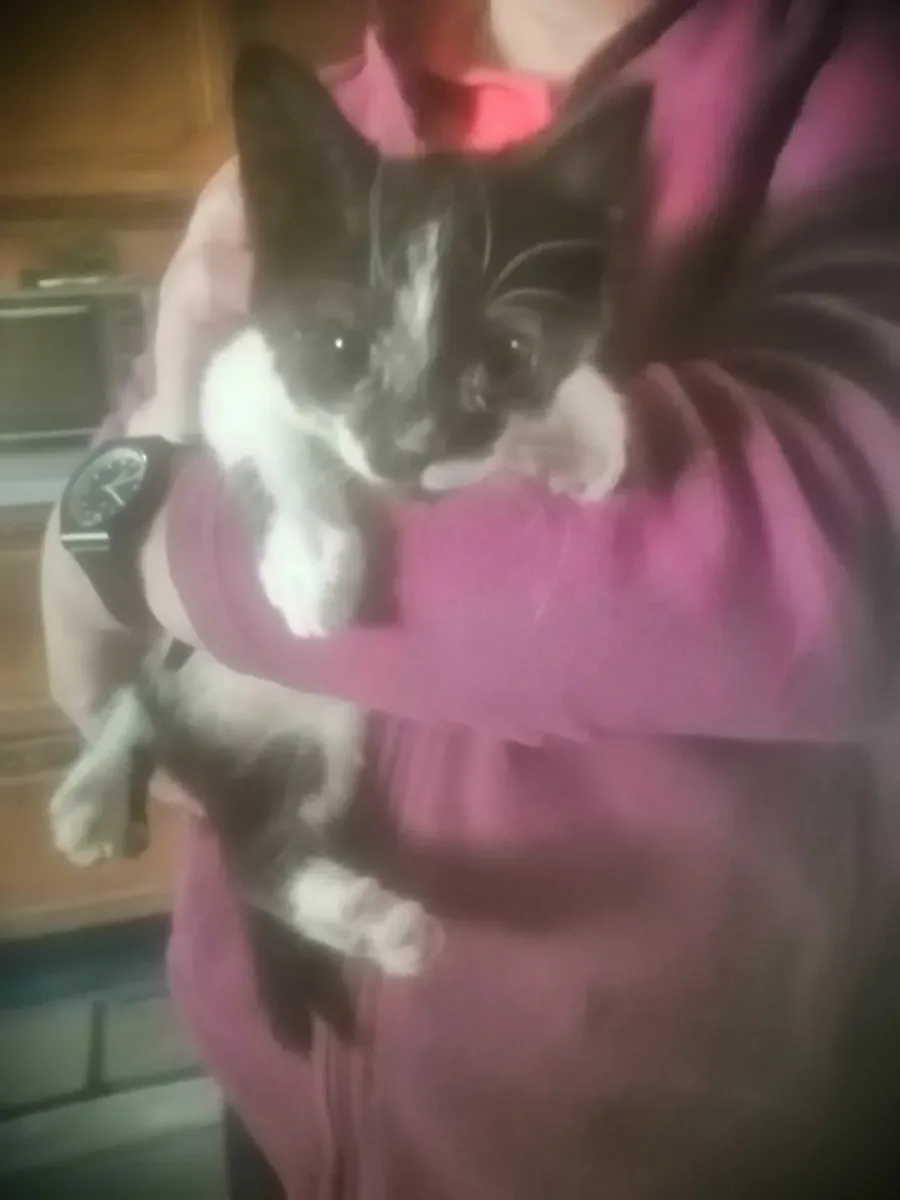 Kittens - Image 2