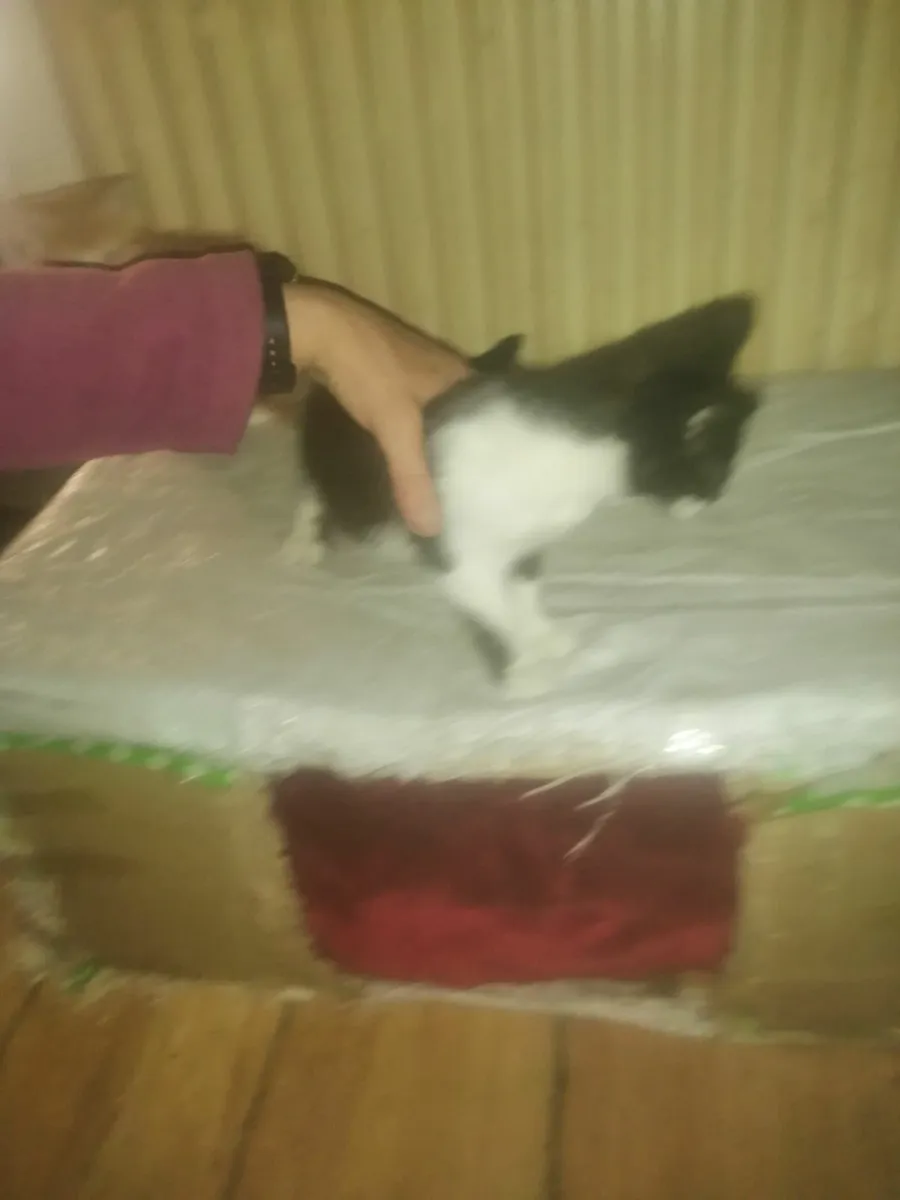 Kittens - Image 3