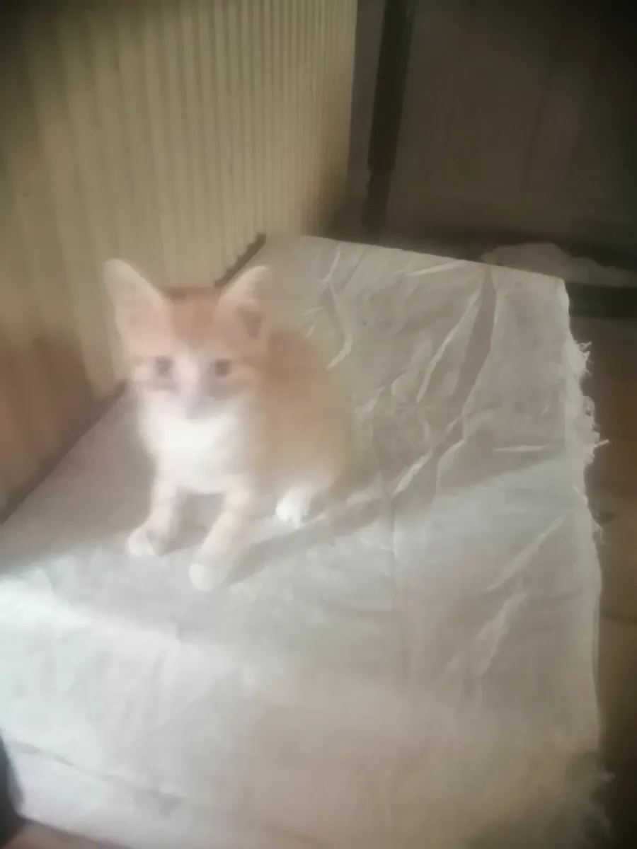 Kittens - Image 4