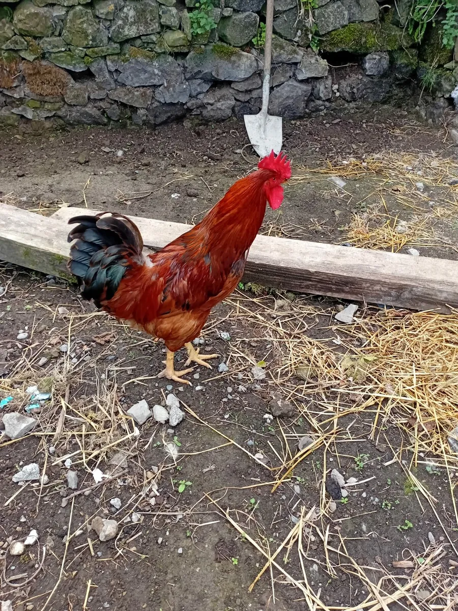Chicks - Image 1