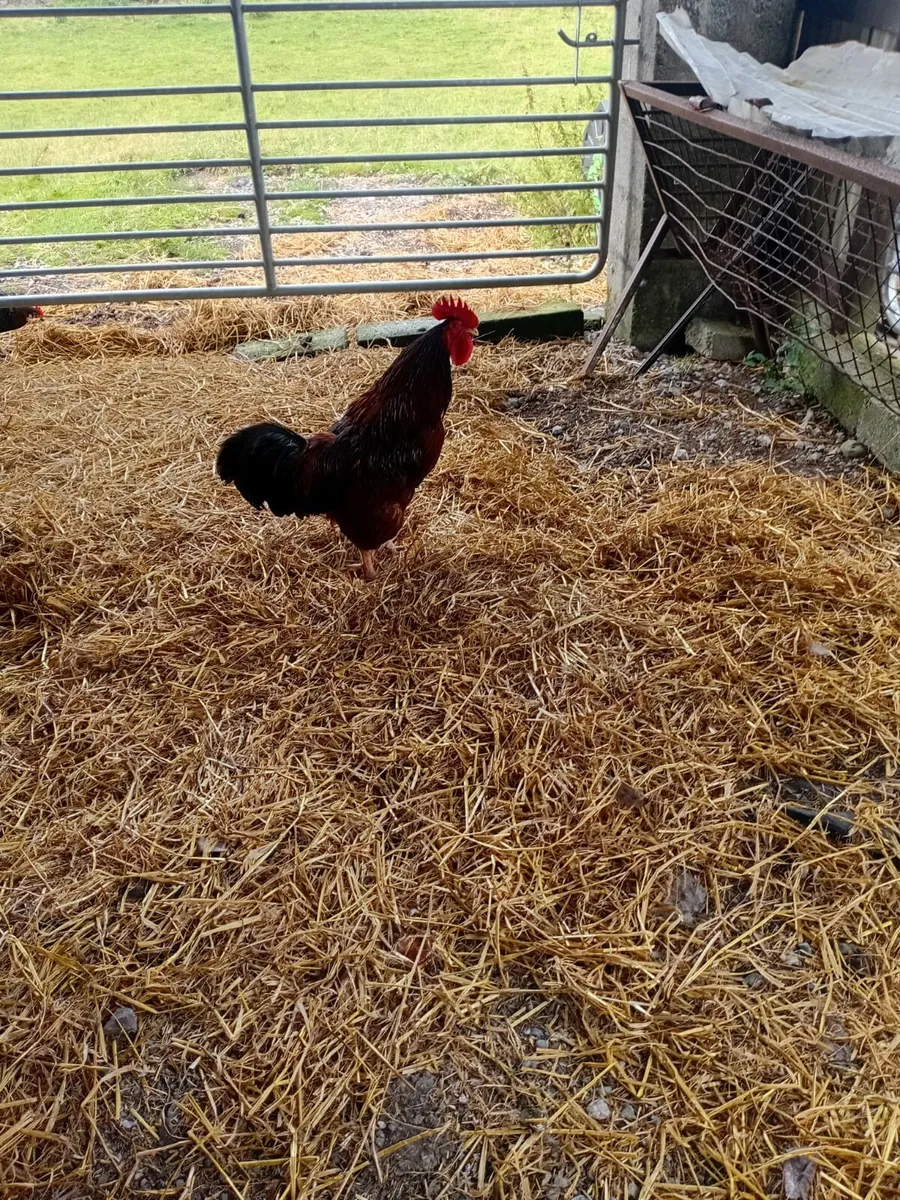 Chicks - Image 2