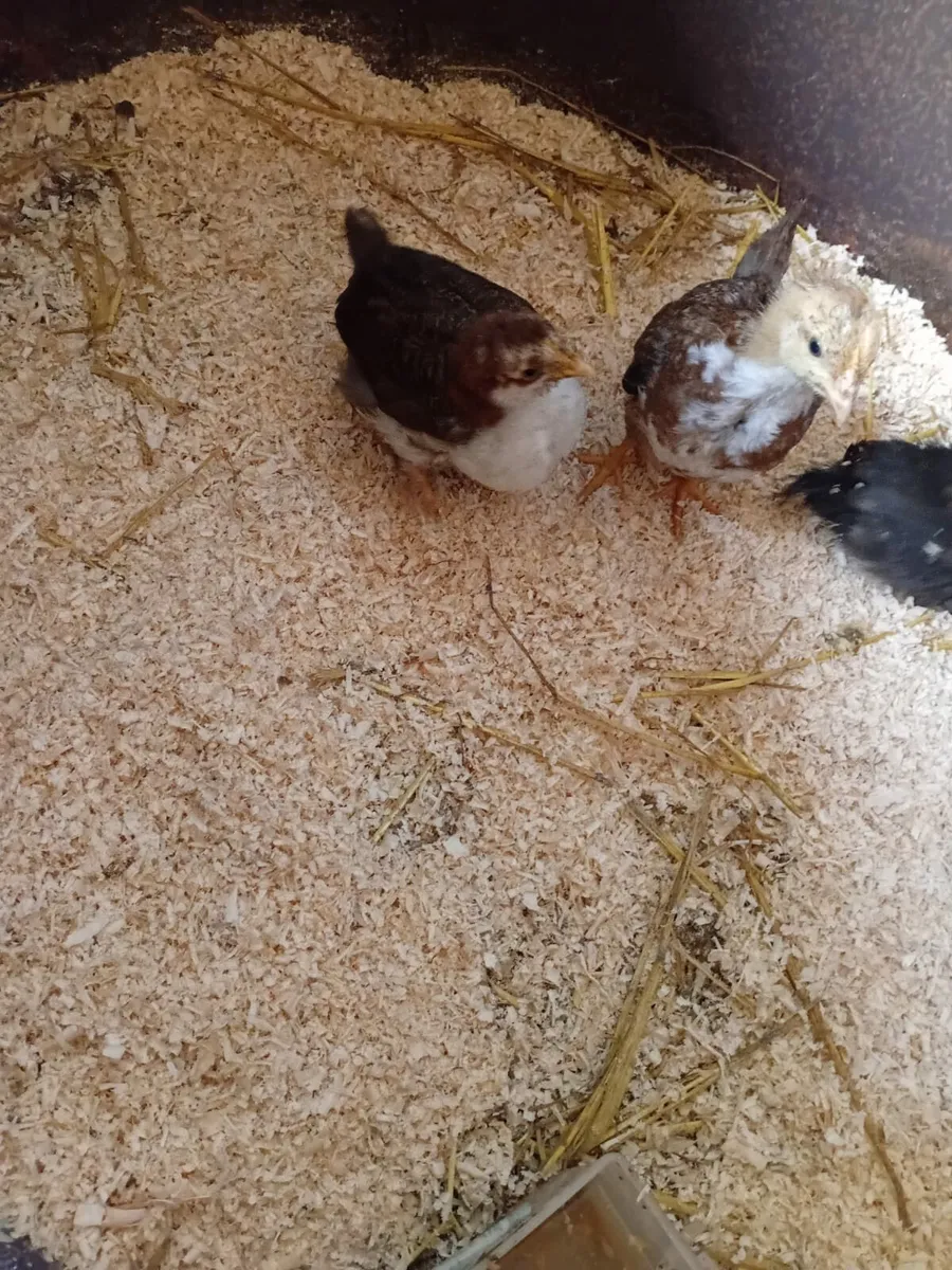 Chicks - Image 3