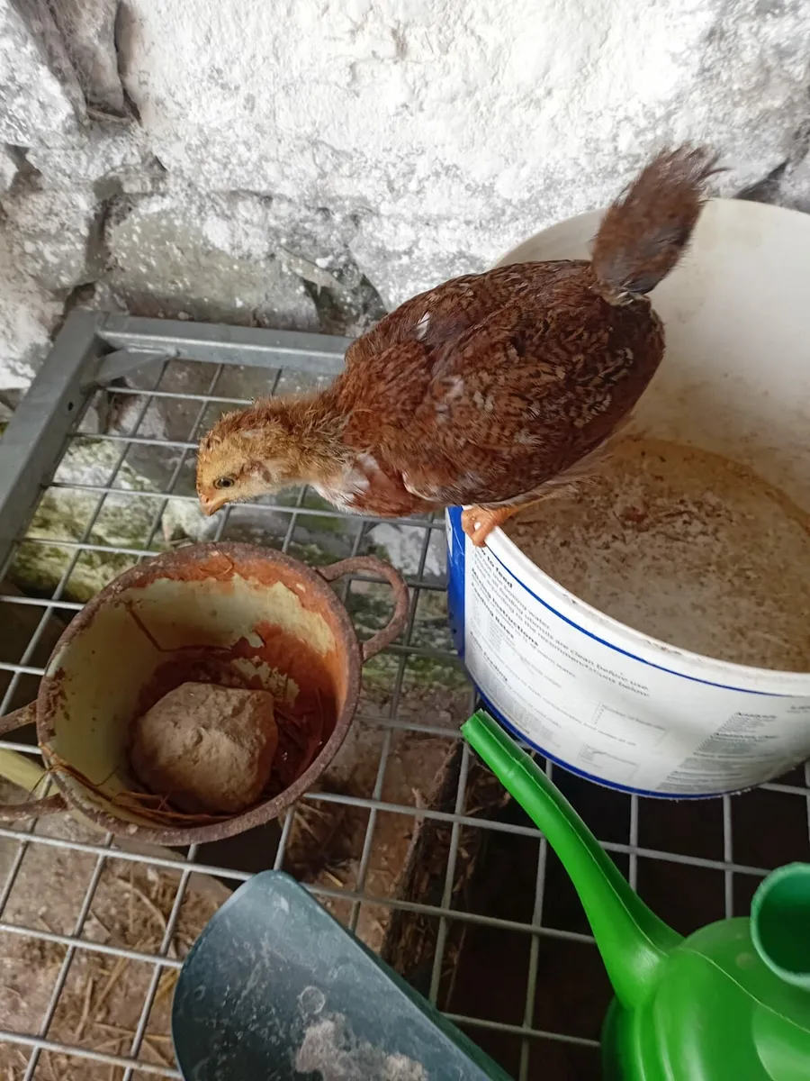 Chicks - Image 4