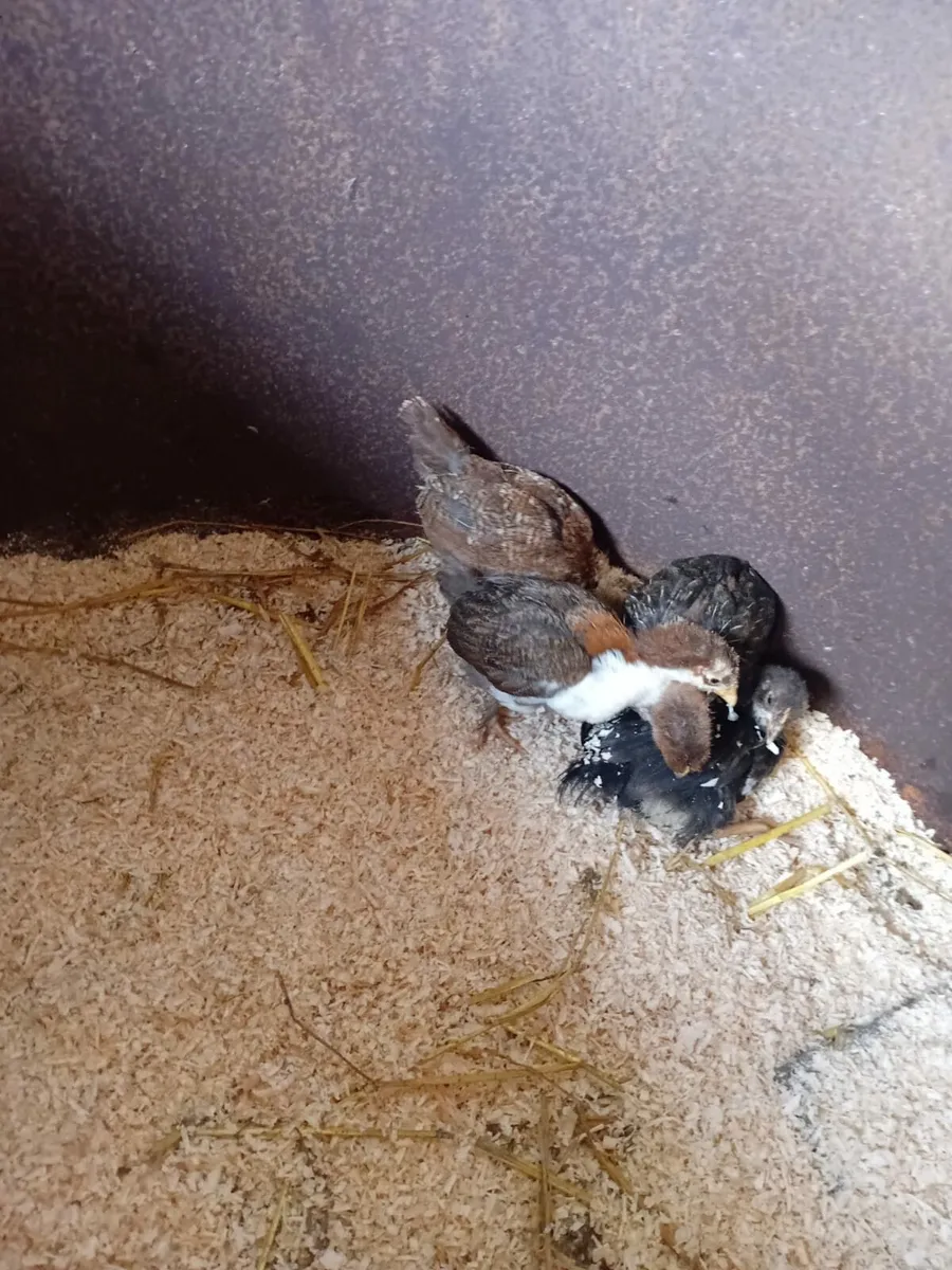 Chicks for sale - Image 3
