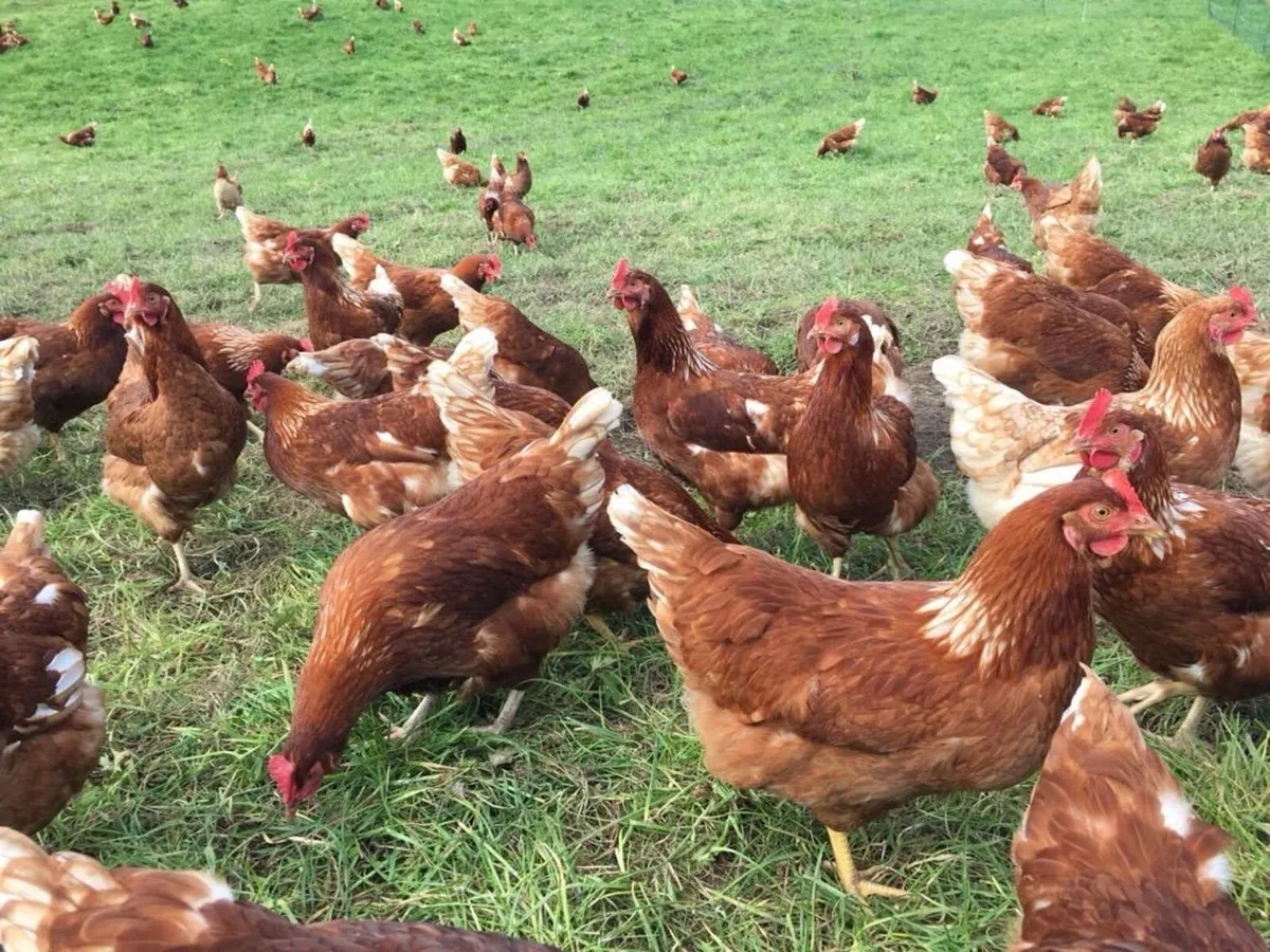 Laying Hens - Image 2