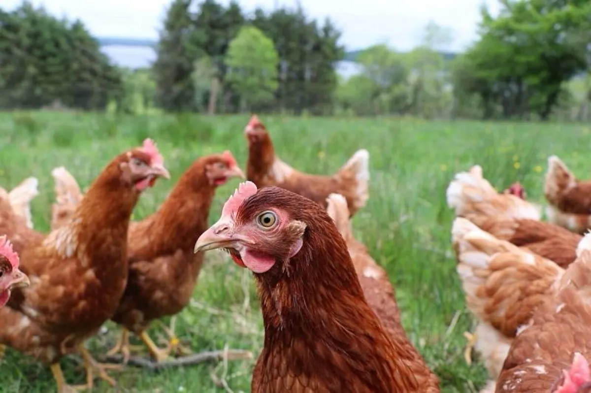 Laying Hens - Image 1
