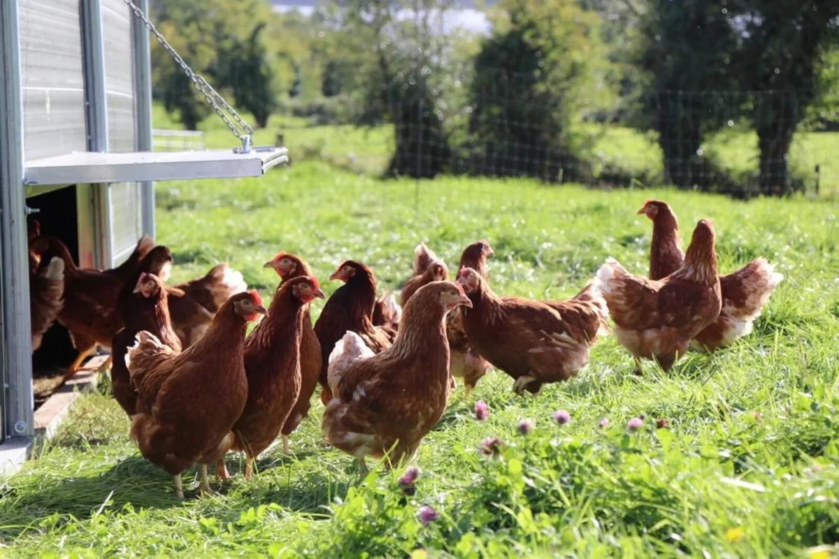 Laying Hens - Image 3