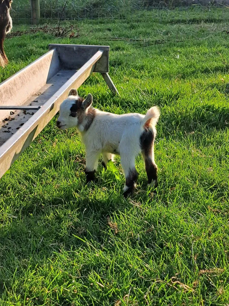 Pygmy kid Goats - Image 1