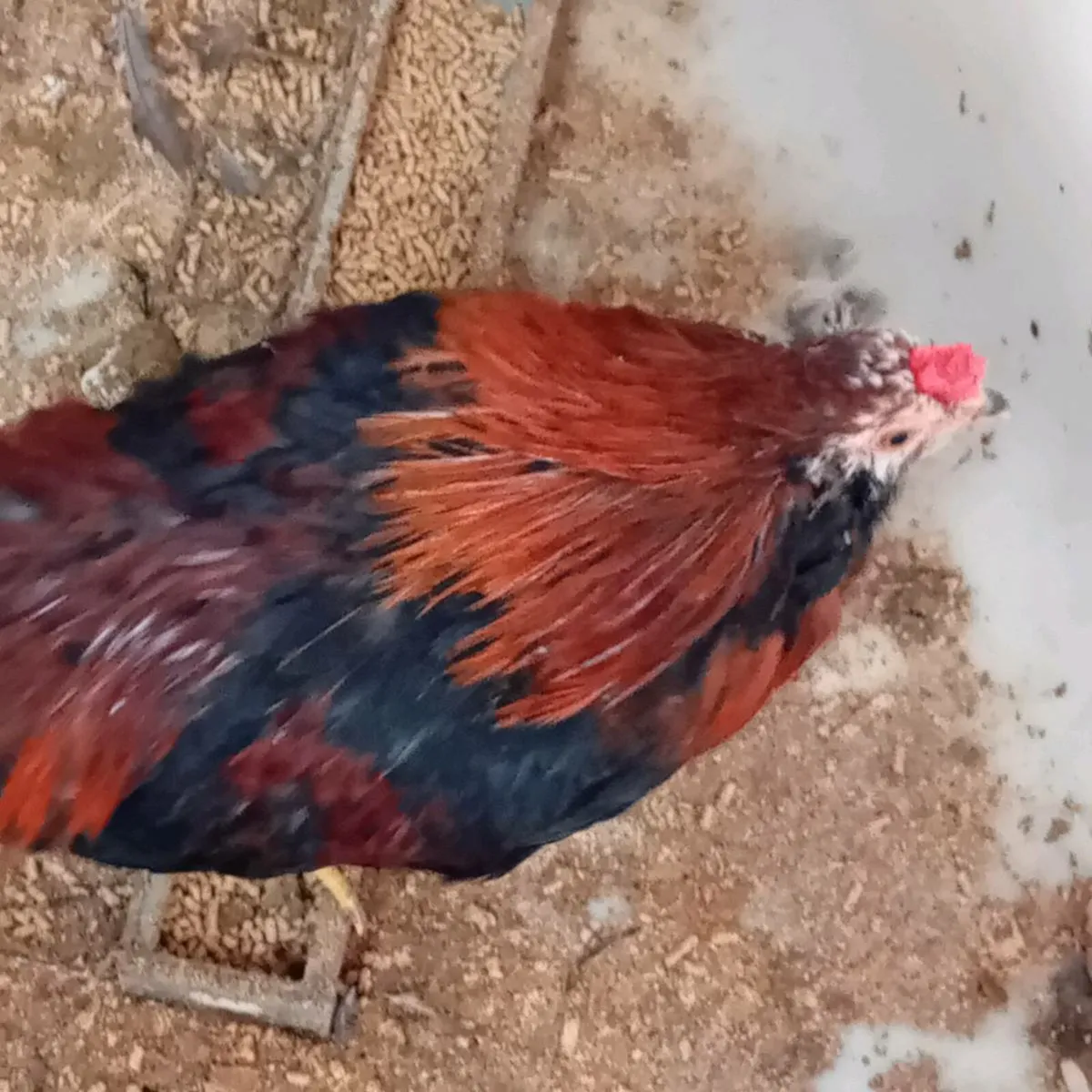 Roosters (free to good home) - Image 2