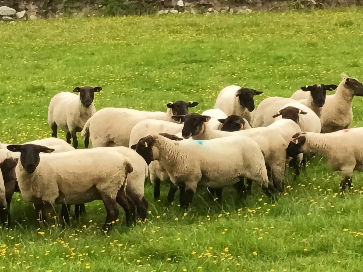 Suffolk Hogget Ewes for sale - Image 2