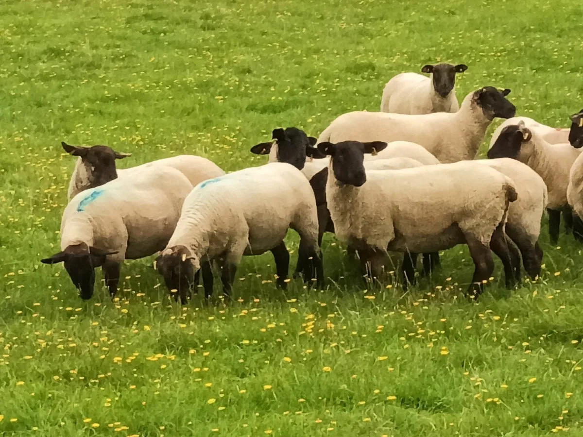 Suffolk Hogget Ewes for sale - Image 3