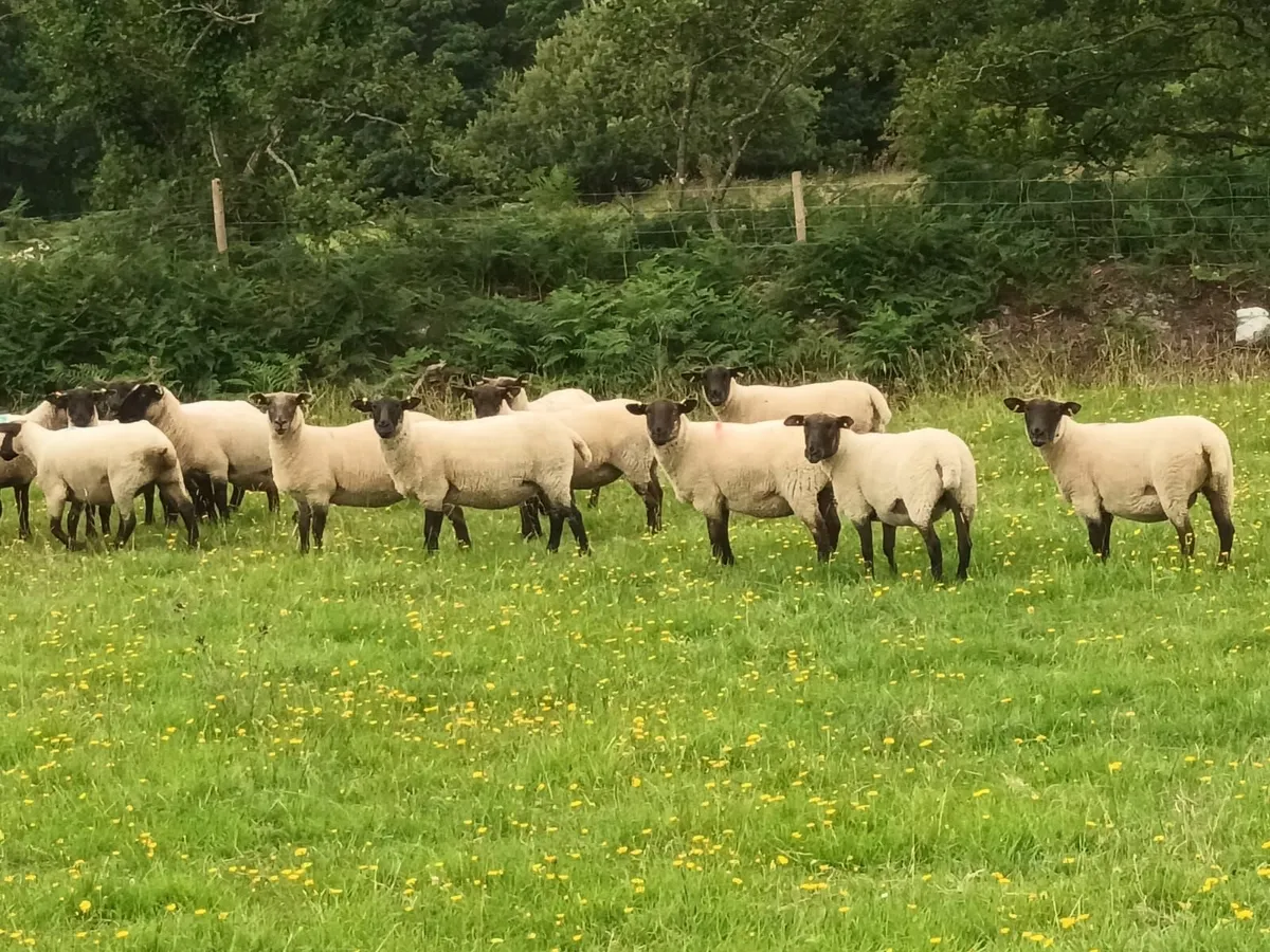 Suffolk Hogget Ewes for sale - Image 1