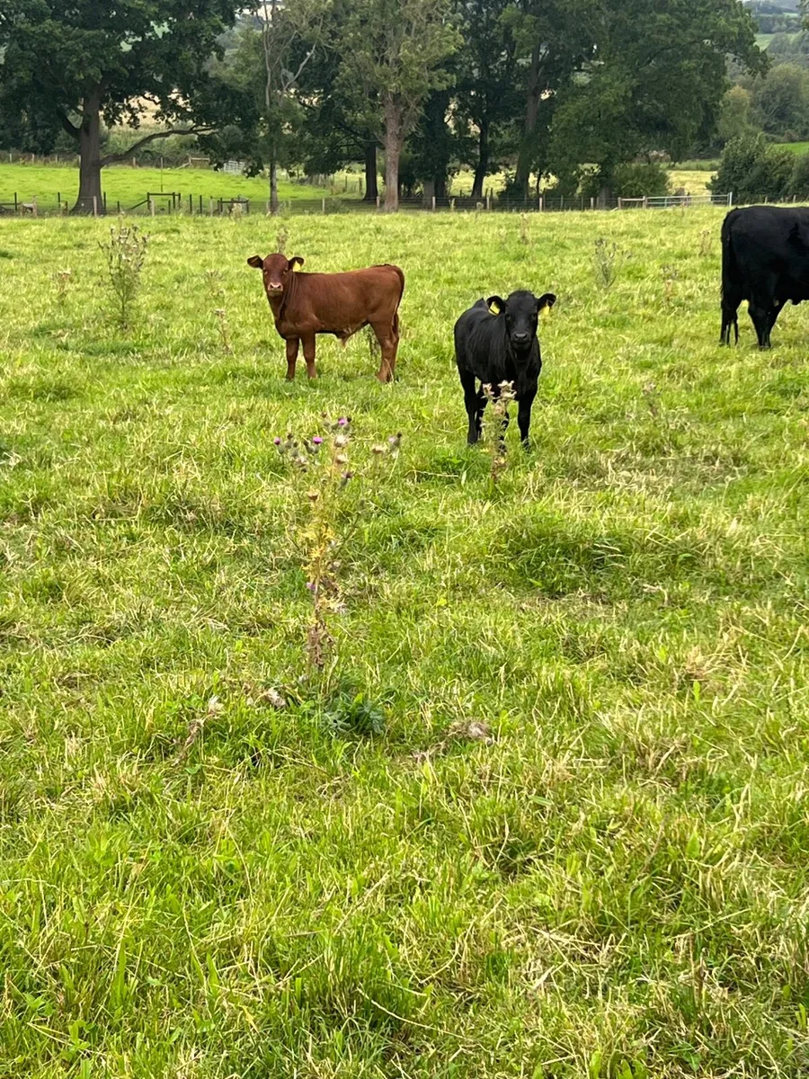 Pedigree Dexter Cattle - Image 1