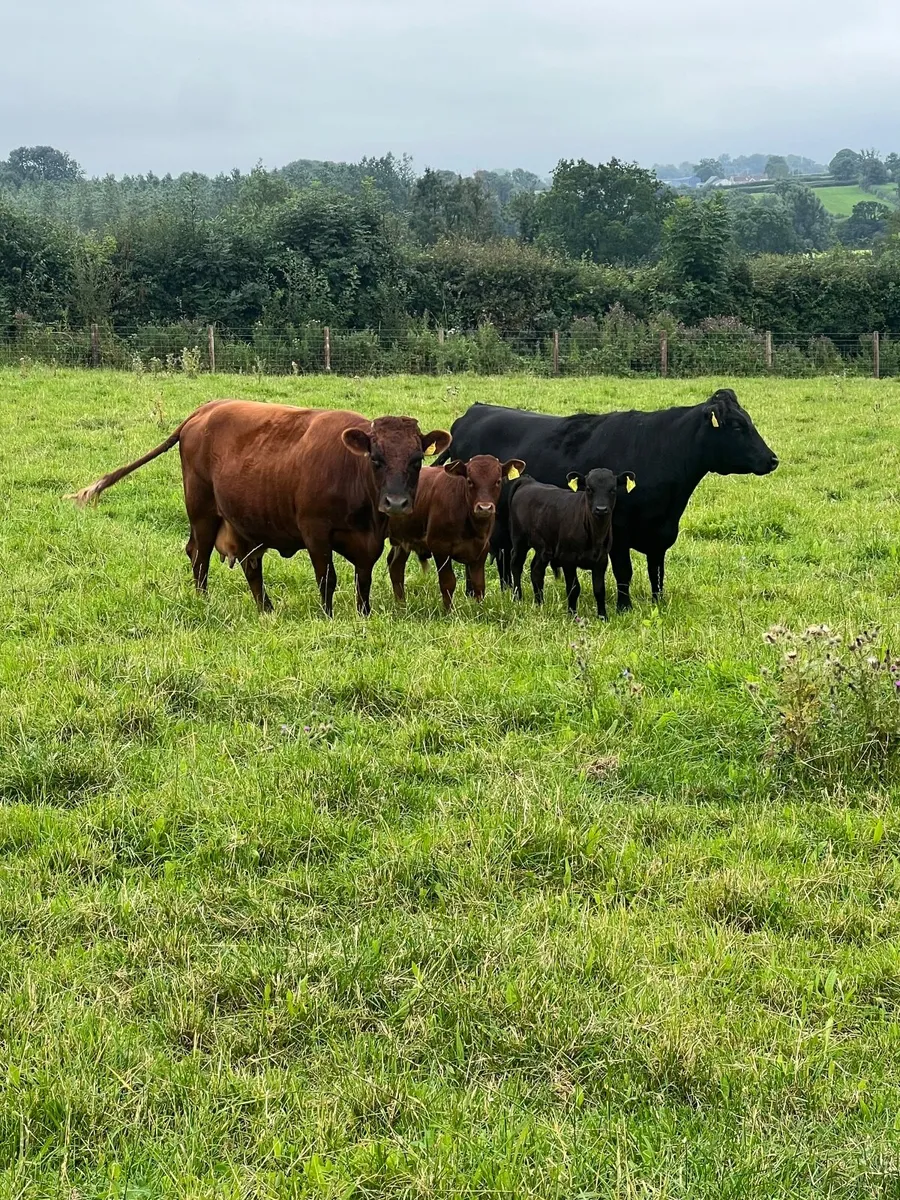 Pedigree Dexter Cattle - Image 2