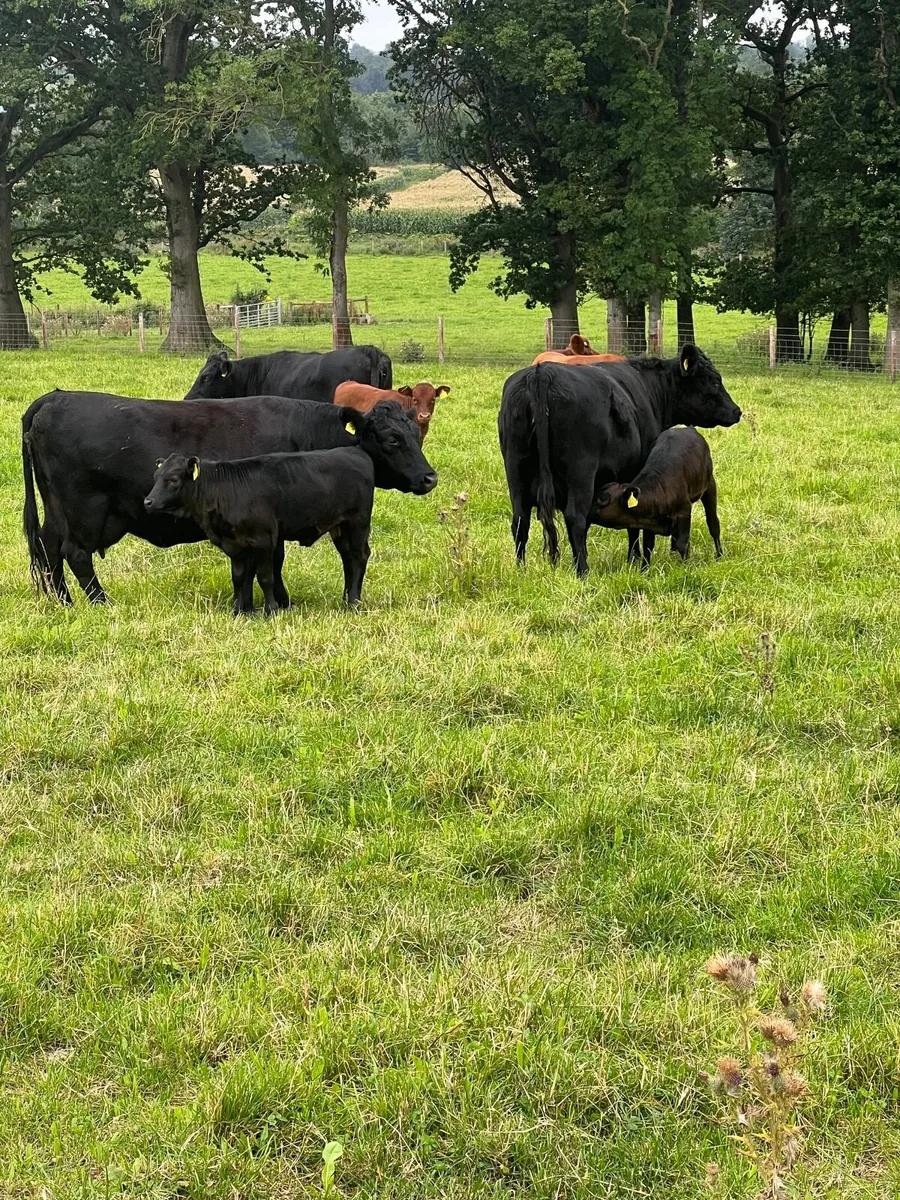 Pedigree Dexter Cattle - Image 3