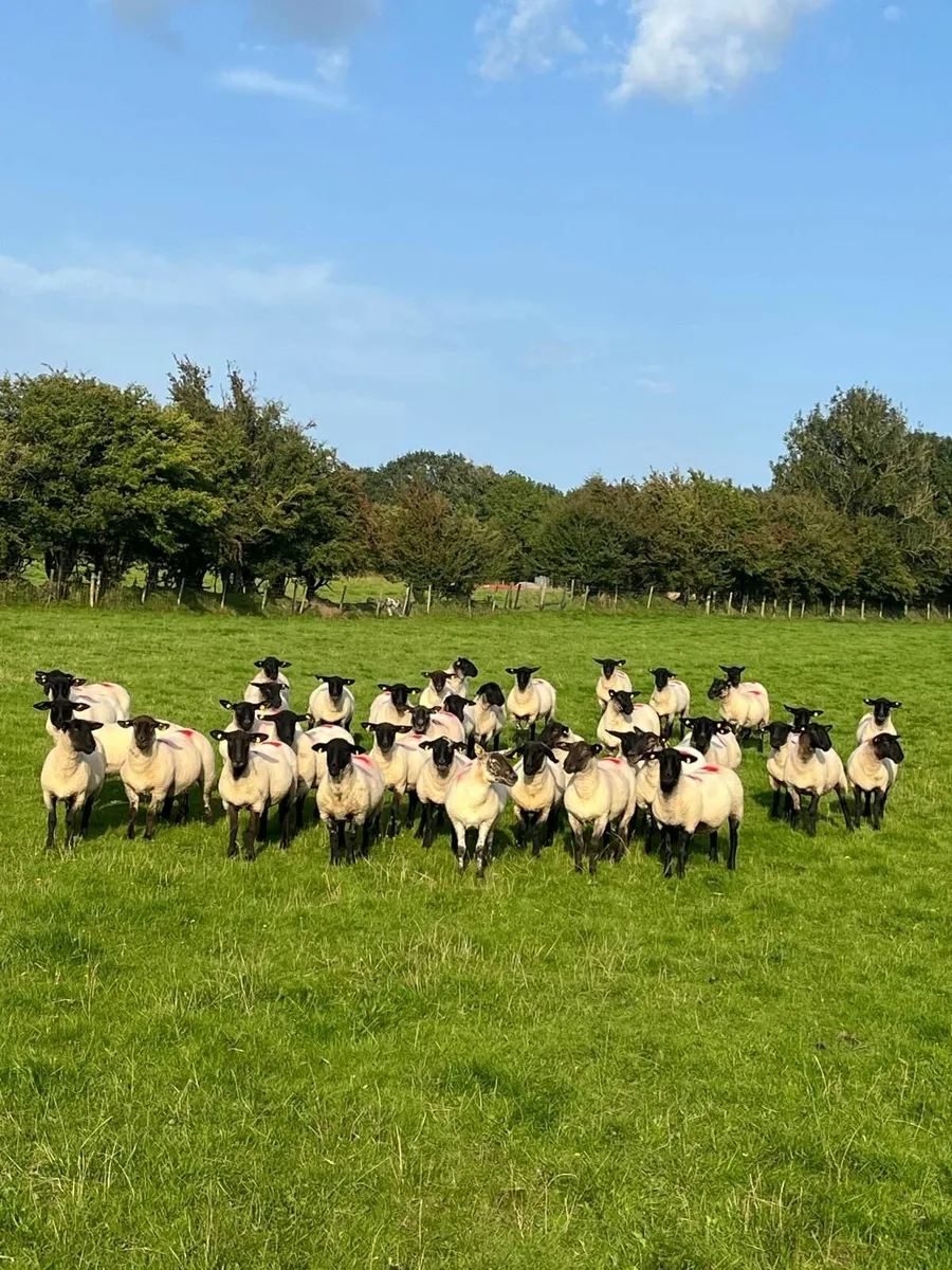Suffolk Ewe Hoggets - Image 1