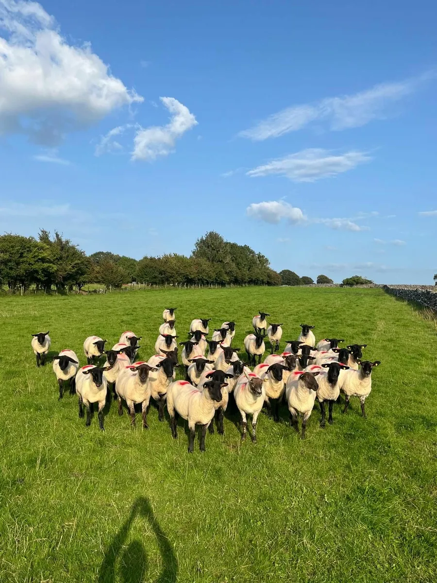 Suffolk Ewe Hoggets - Image 2