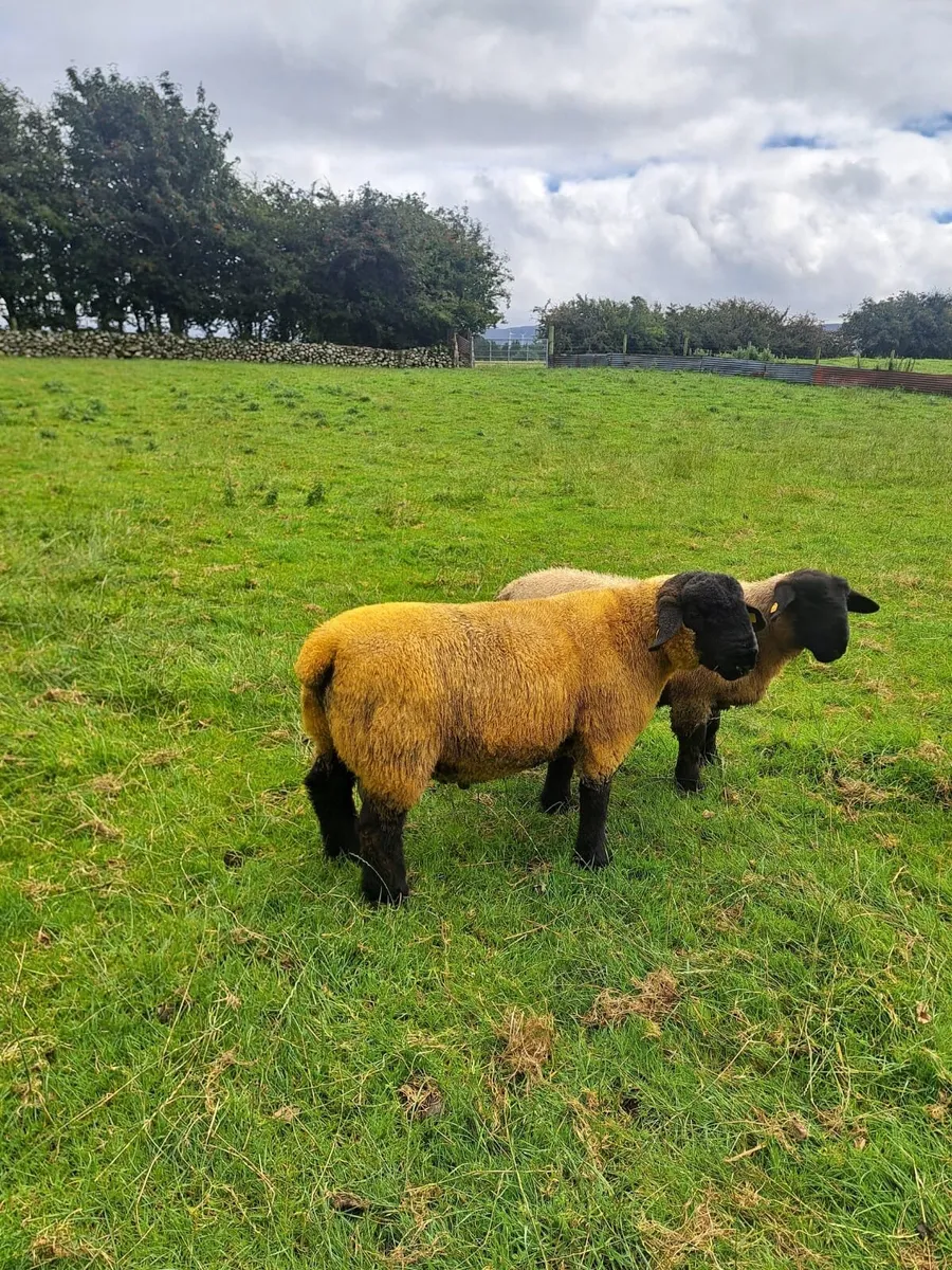 Suffolk Ram Lambs - Image 1