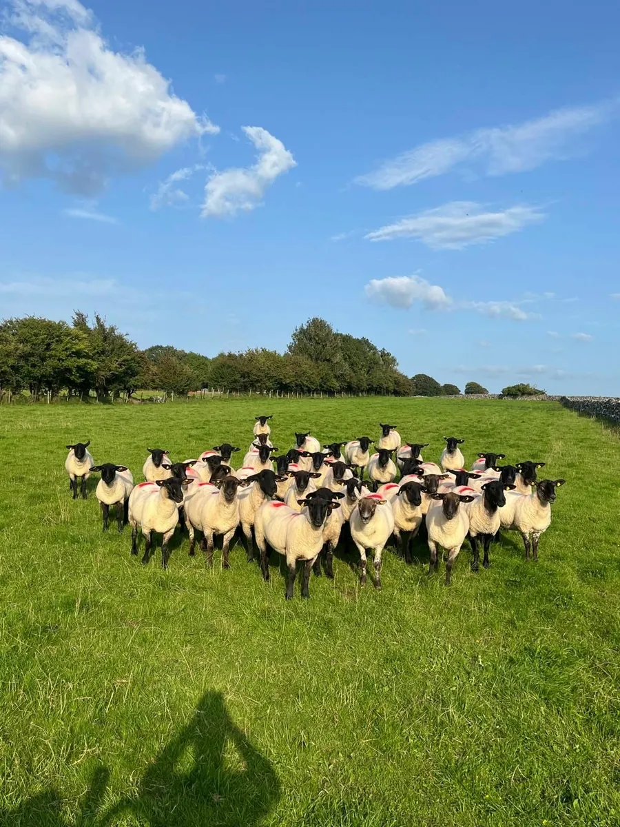 Suffolk Ewe Hoggets - Image 3