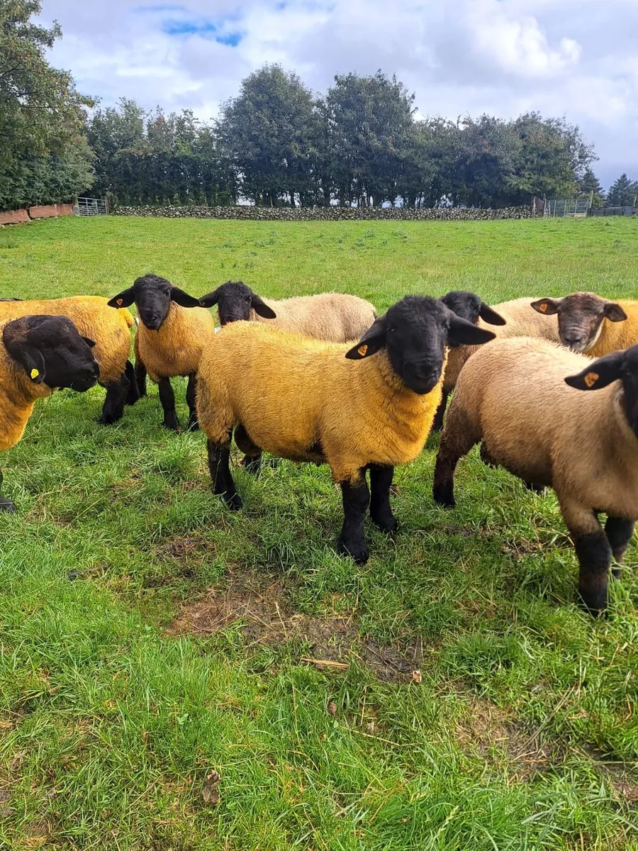 Suffolk Ram Lambs - Image 2