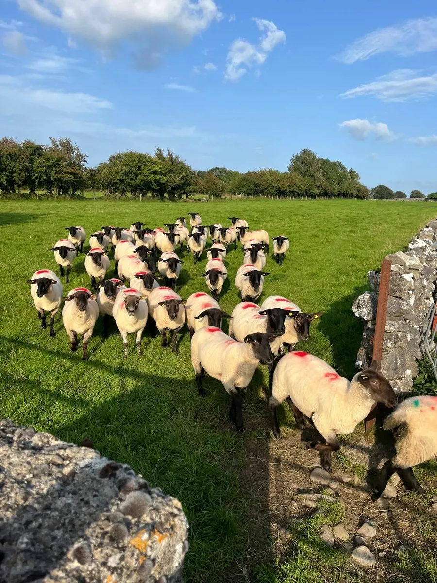 Suffolk Ewe Hoggets - Image 4