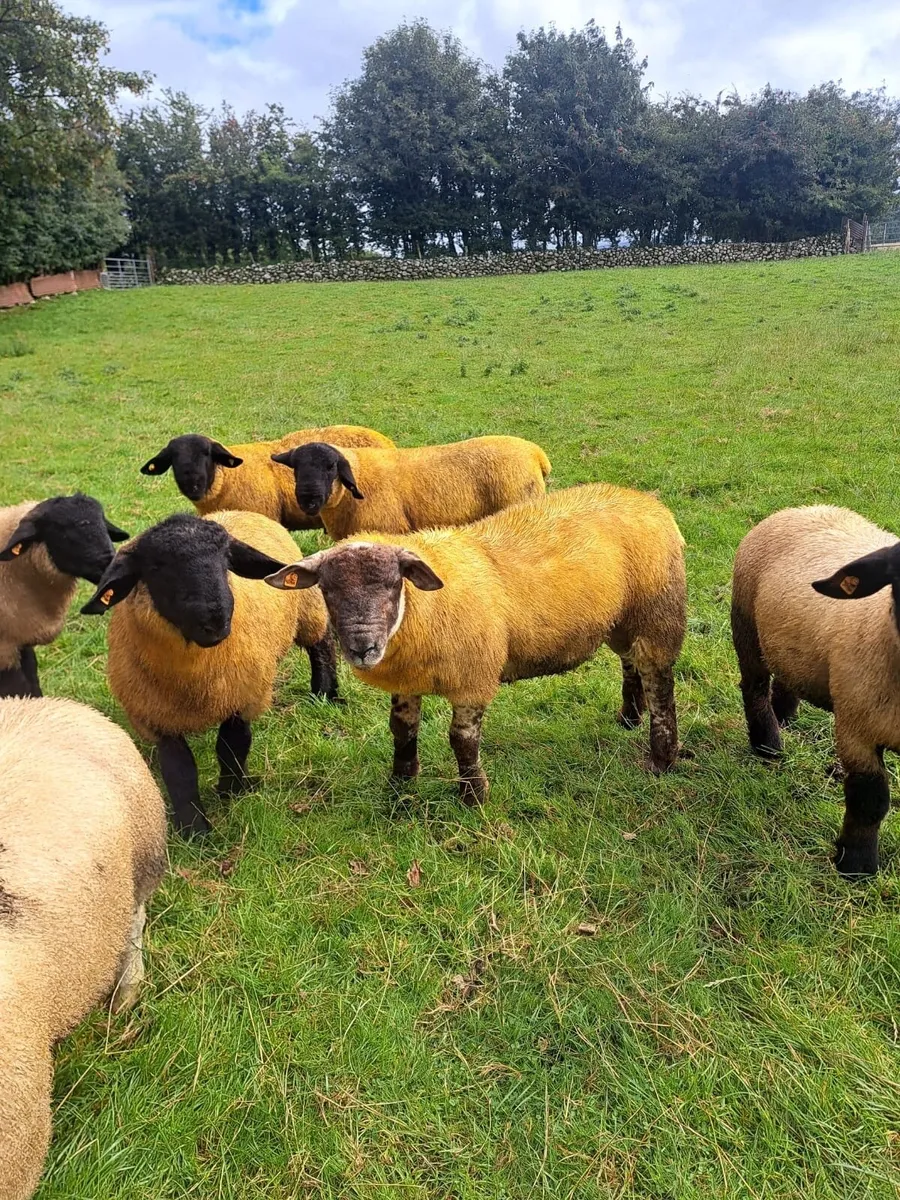 Suffolk Ram Lambs - Image 3
