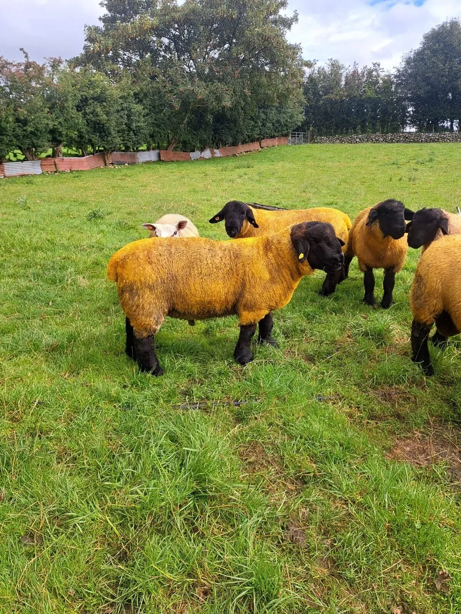 Suffolk Ram Lambs - Image 4
