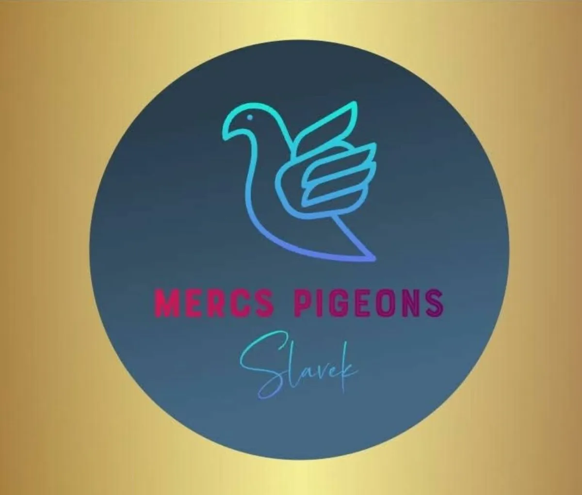 Pigeons - Image 1