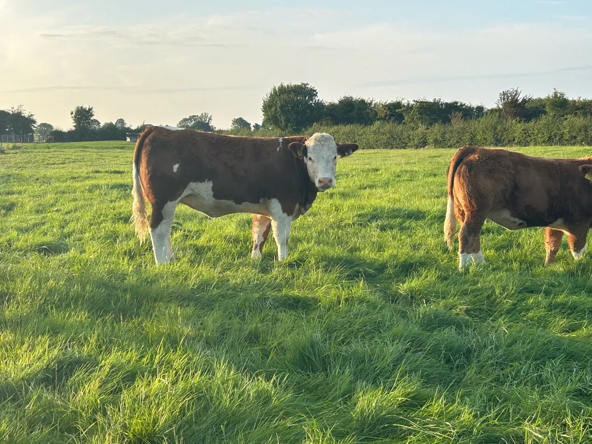Ped Simmental, Ped Hereford - Image 3