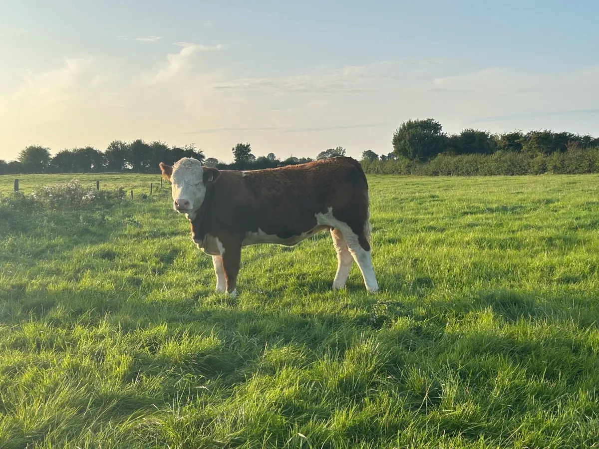 Ped Simmental, Ped Hereford - Image 2