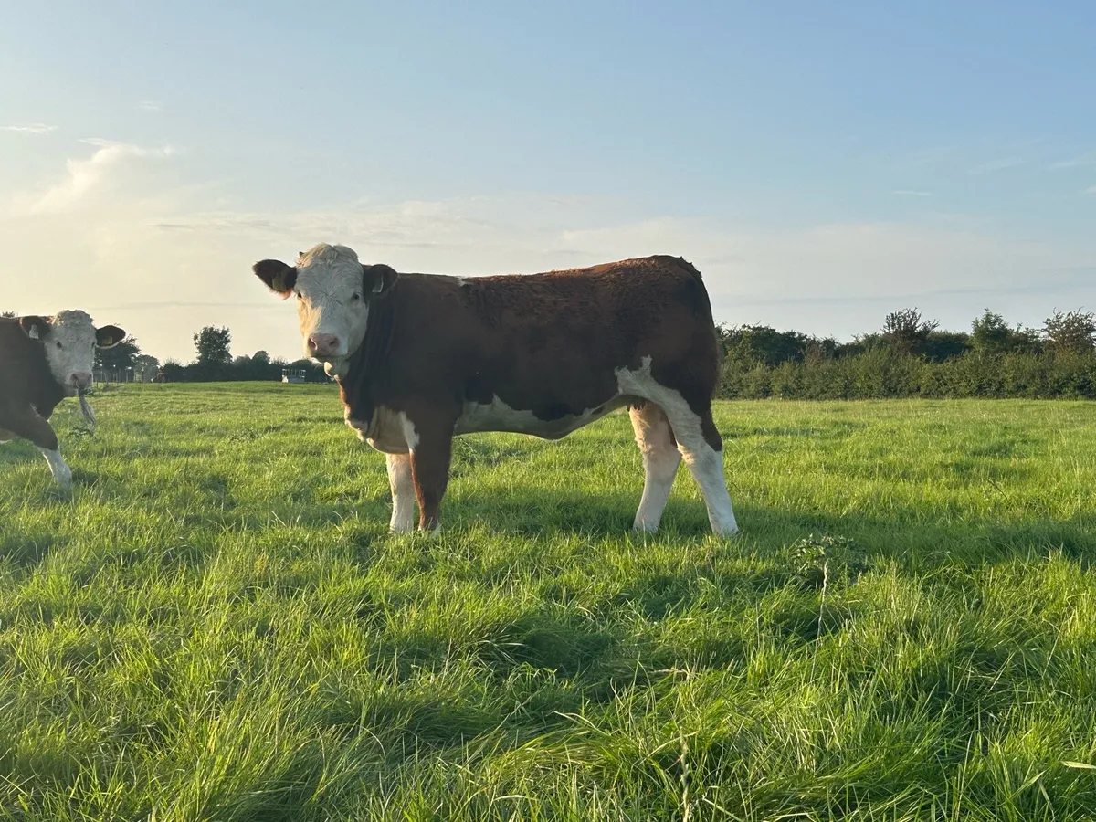 Ped Simmental, Ped Hereford - Image 1