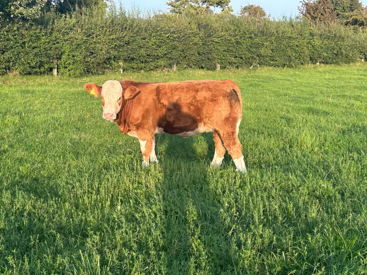 Ped Simmental, Ped Hereford - Image 4