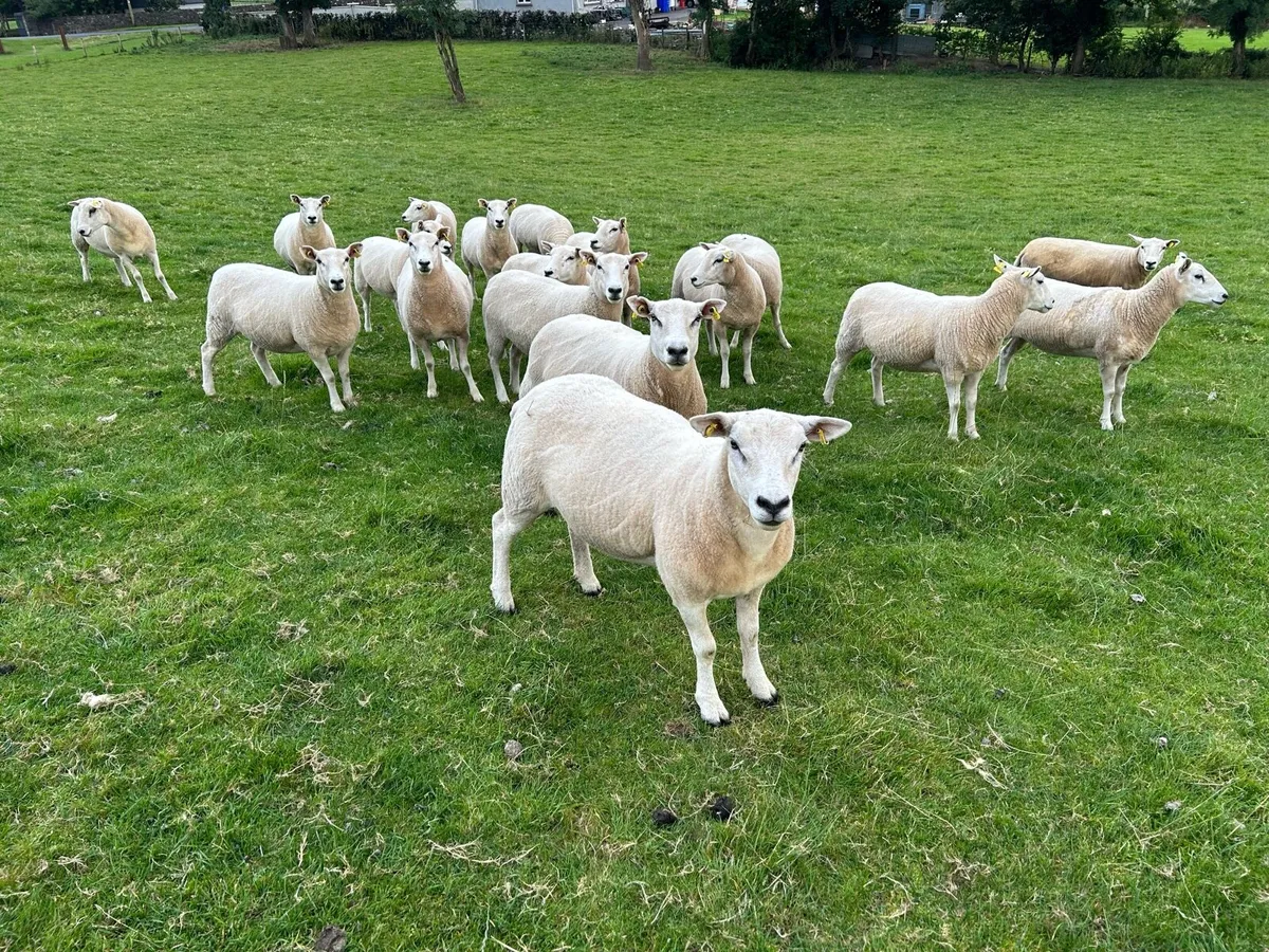 Hogget Ewes - Image 1