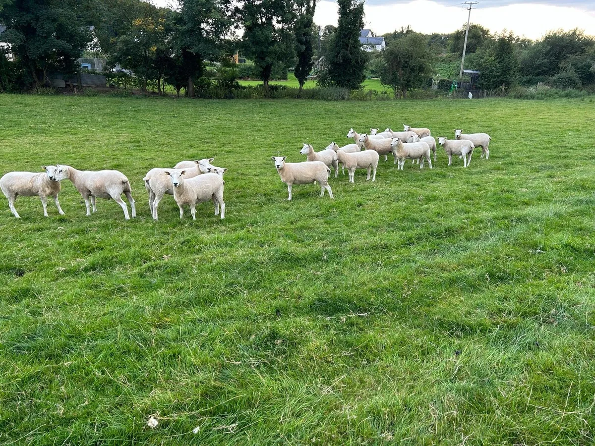 Hogget Ewes - Image 2