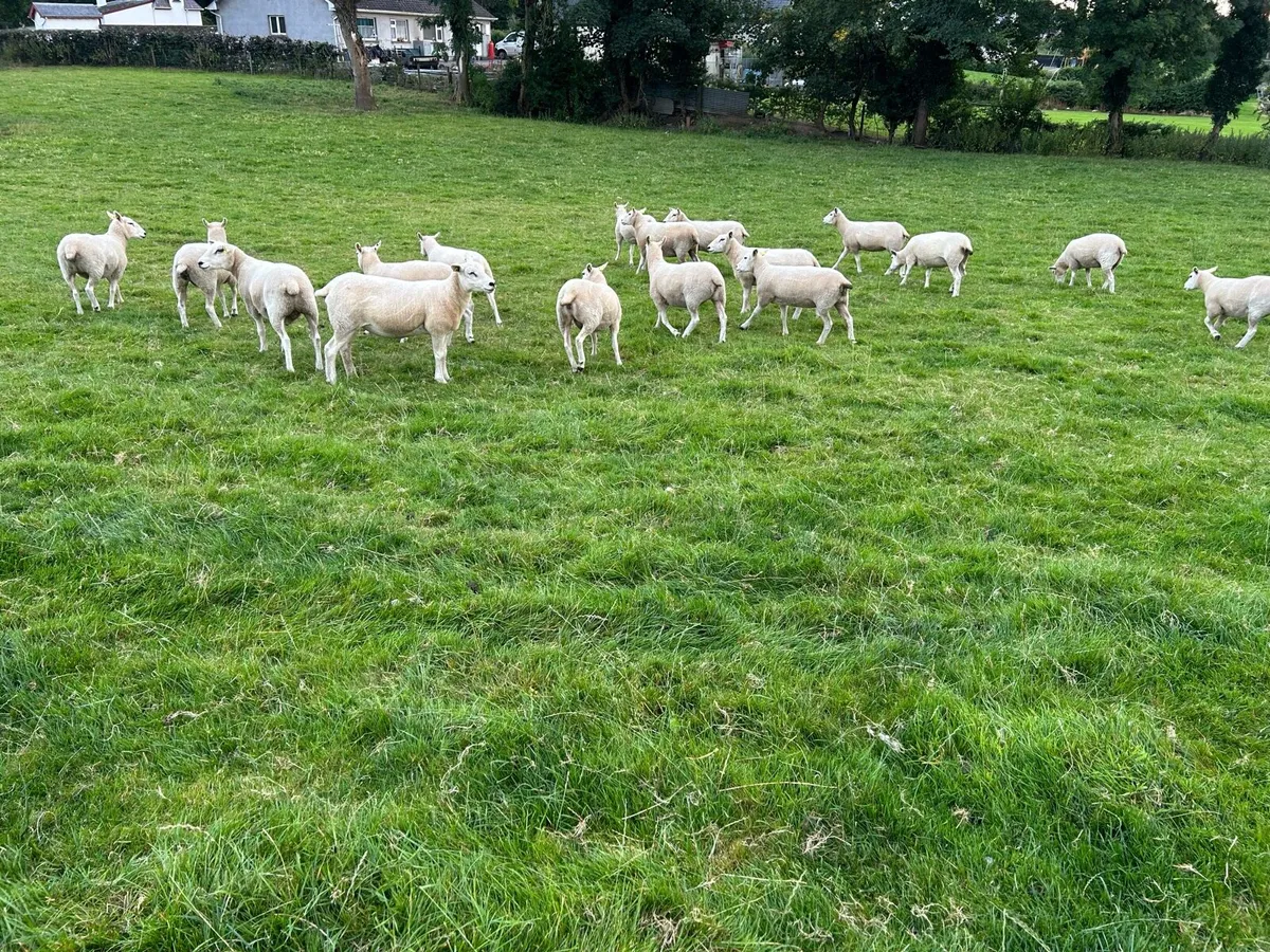 Hogget Ewes - Image 3