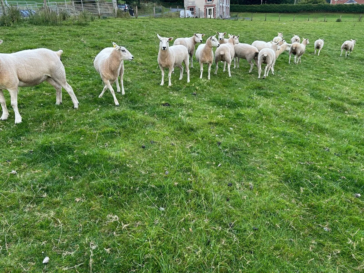 Hogget Ewes - Image 4