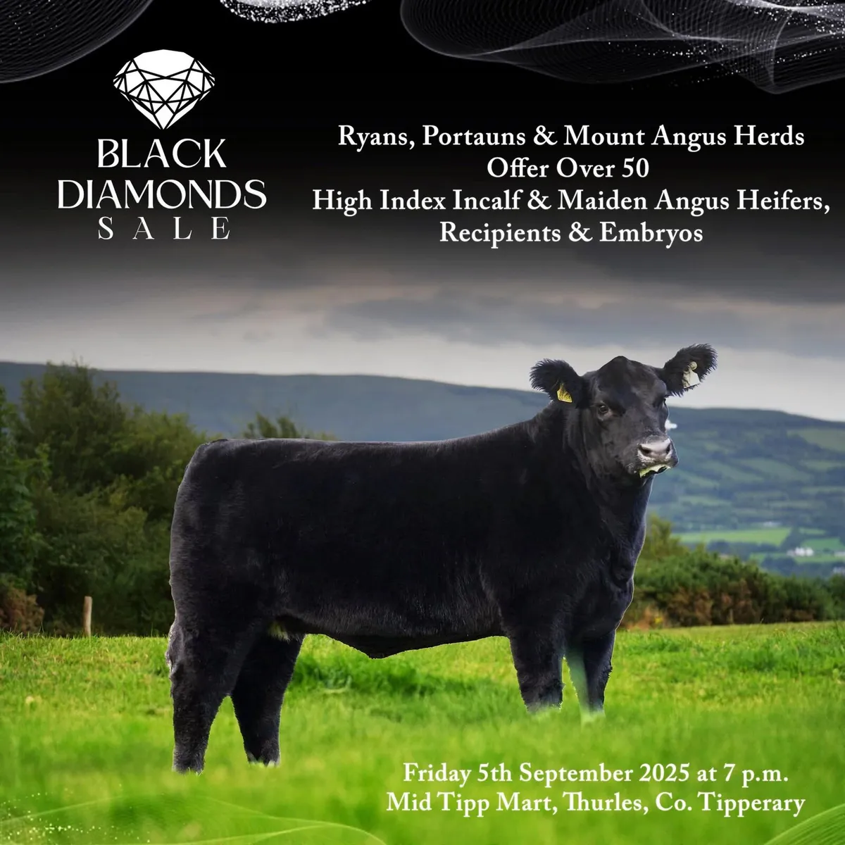 Black Diamond Angus Sale - Image 1