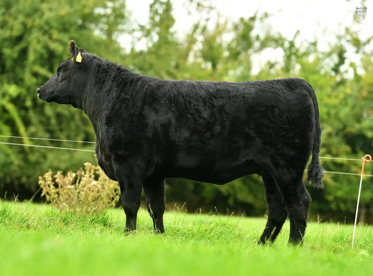 Black Diamond Angus Sale - Image 2