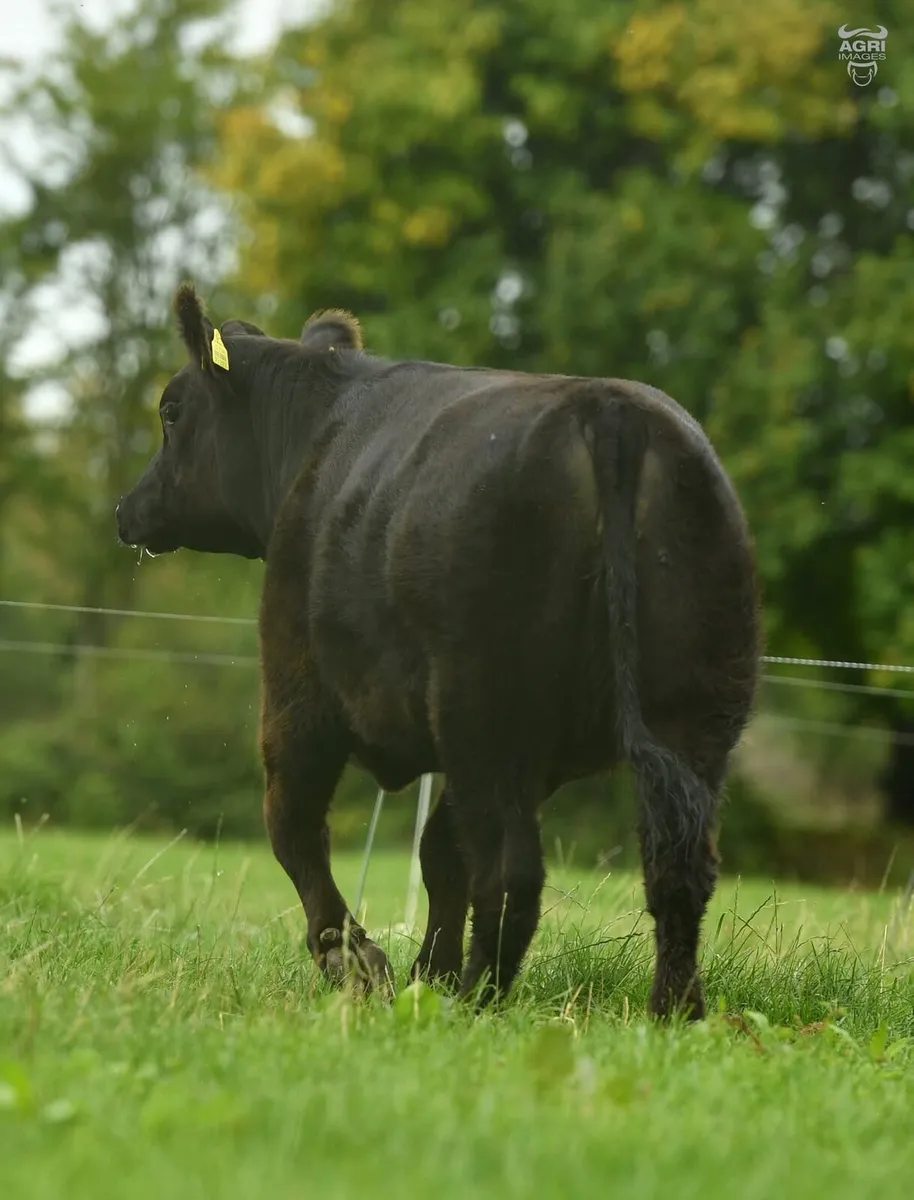 Black Diamond Angus Sale - Image 3