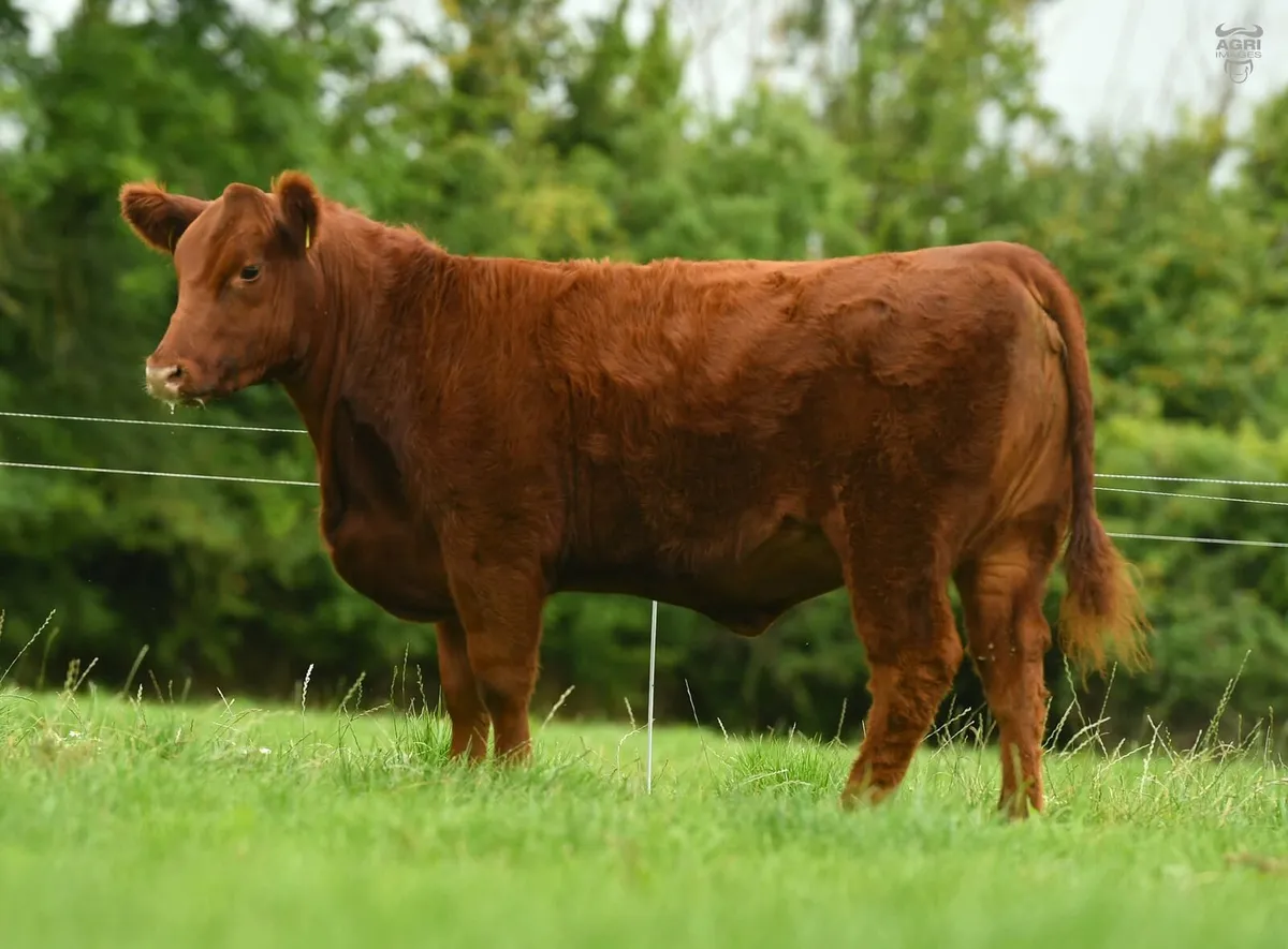 Black Diamond Angus Sale - Image 4