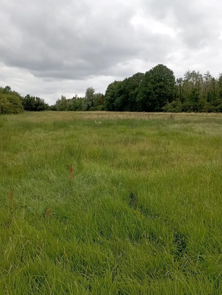 Meadow - Image 1