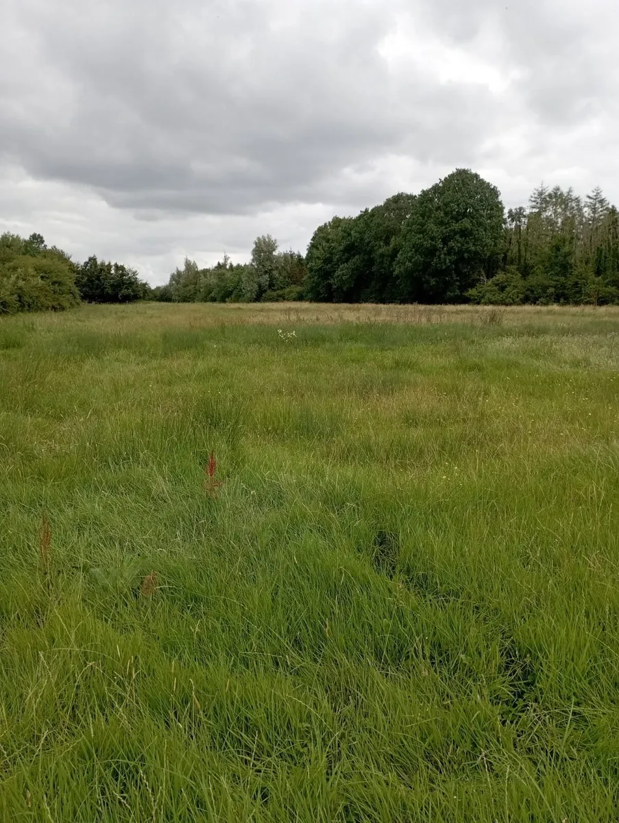Meadow - Image 2