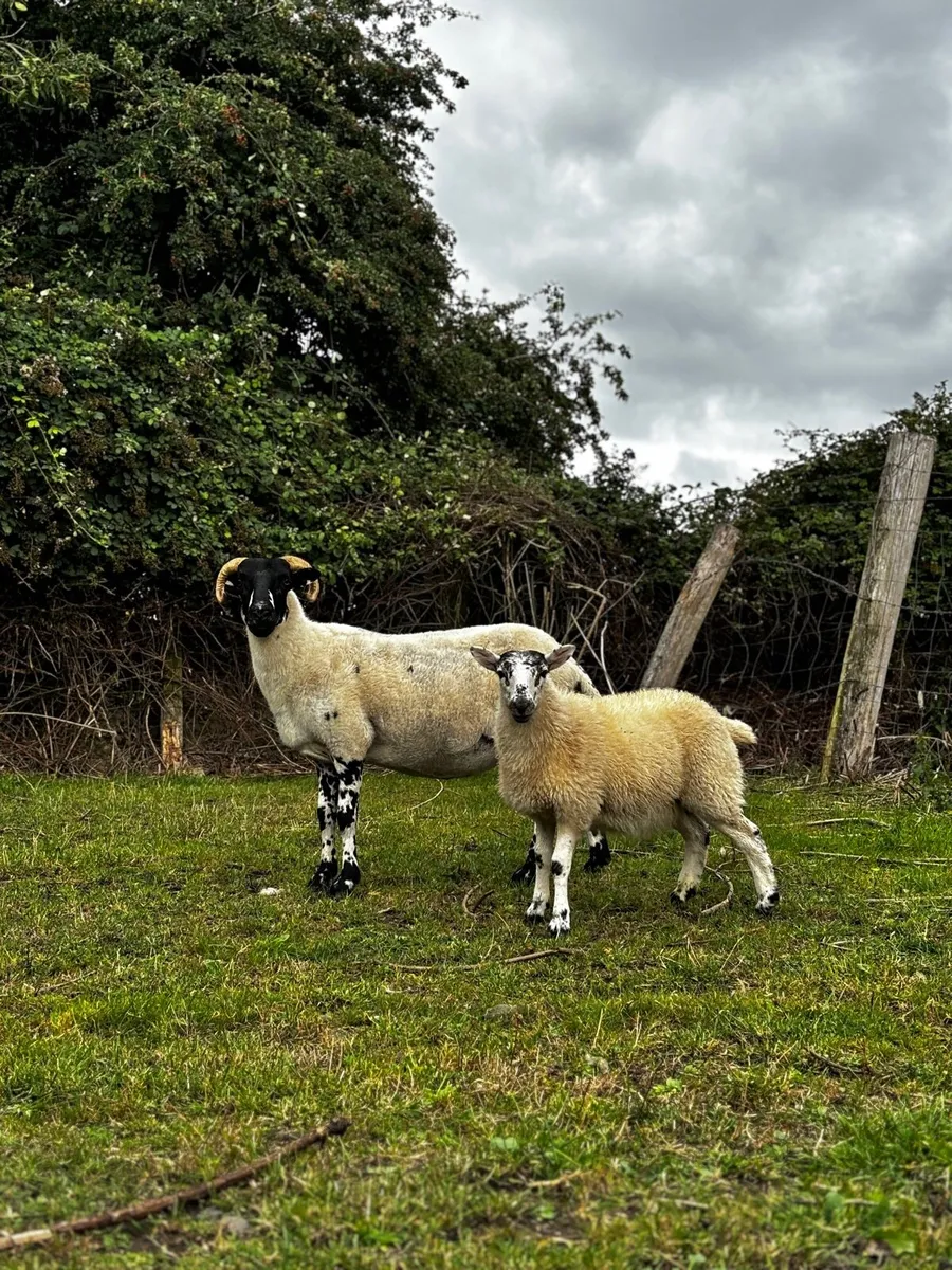 Ewe and ewe lamb - Image 1