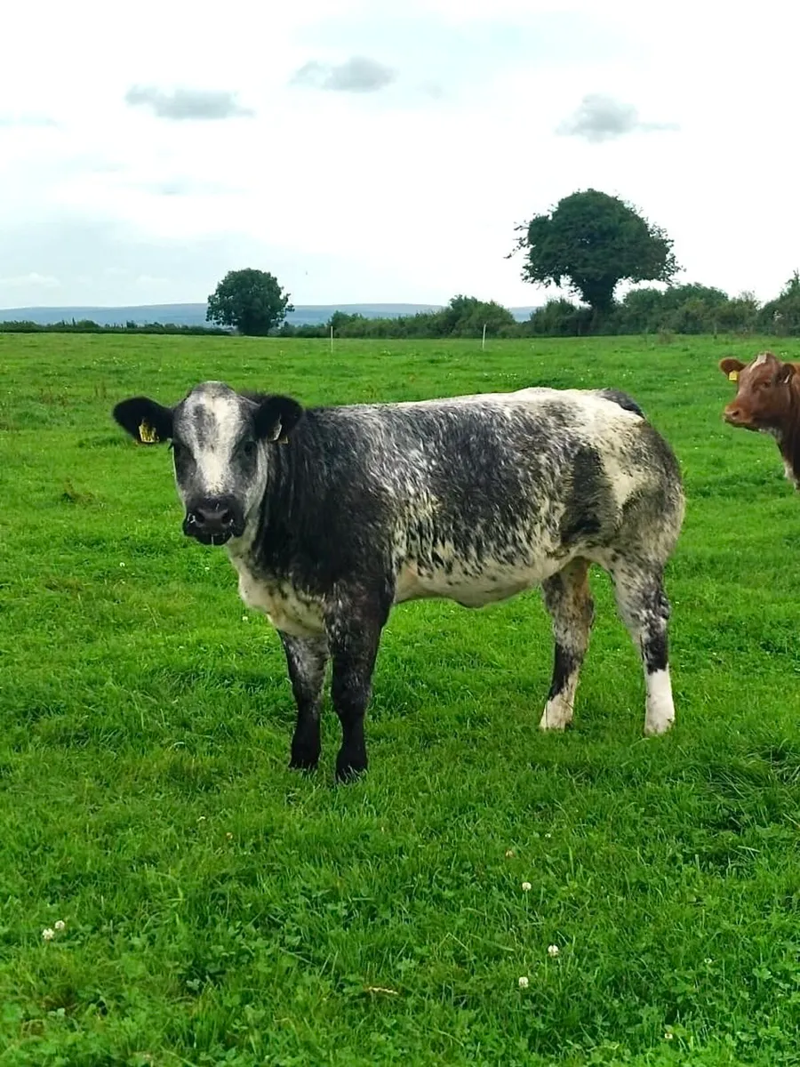 Top quality heifers for Gort Thursday LOT 515-517 - Image 1