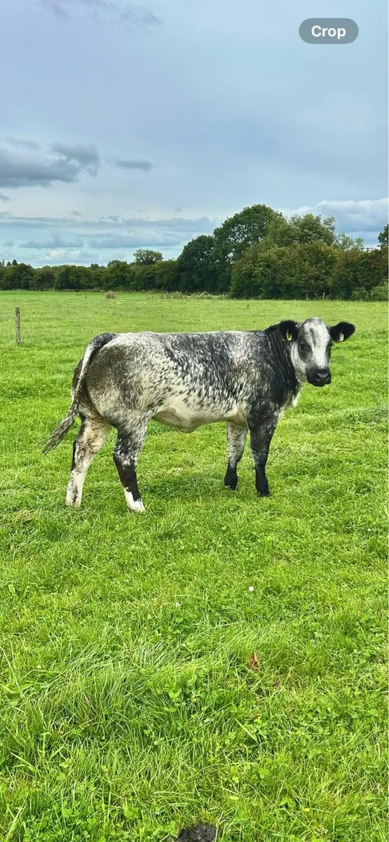 Top quality heifers for Gort Thursday LOT 515-517 - Image 2