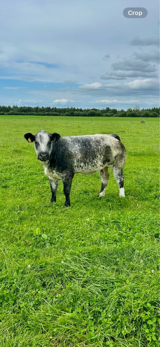 Top quality heifers for Gort Thursday LOT 515-517 - Image 3
