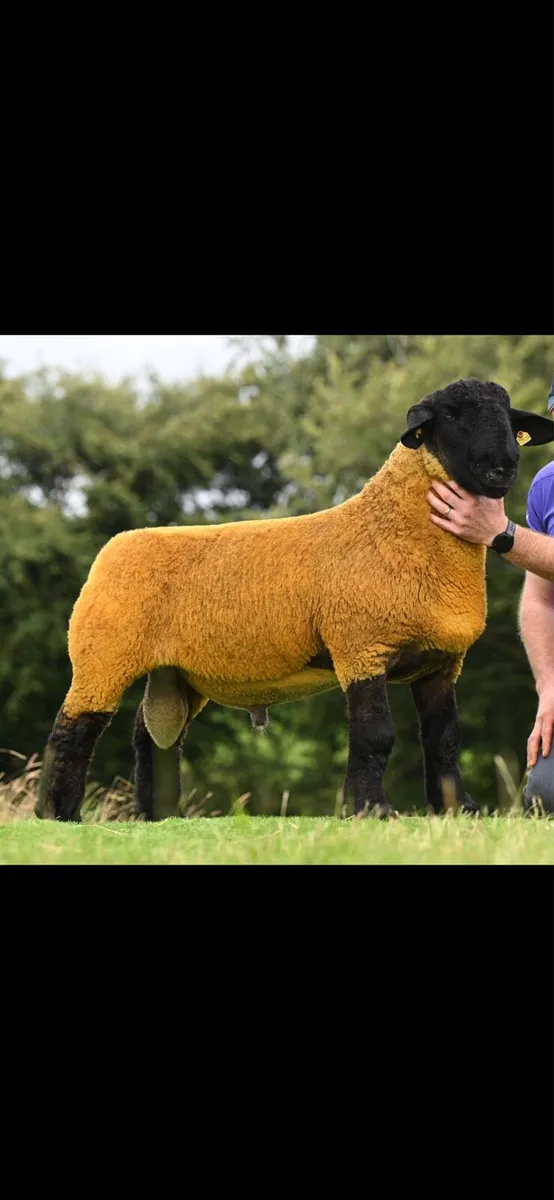 Suffolk rams - Image 1