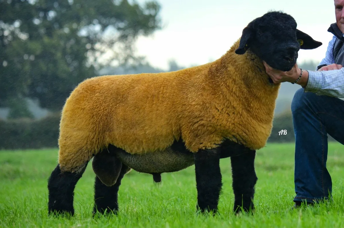 Suffolk rams - Image 2